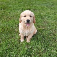 Cute puppy sitting in the grass
